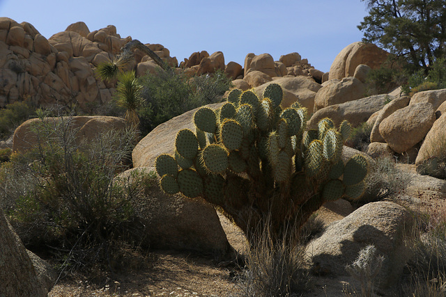 Pancake Prickly Pear