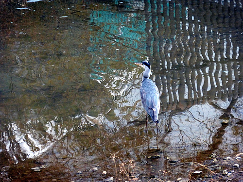 reflected fence - HFF !