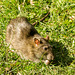 A rat looking for food at Burton Wetlands