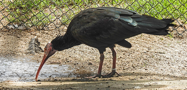 20190901 5618CPw [D~VR] Waldrapp, Vogelpark Marlow