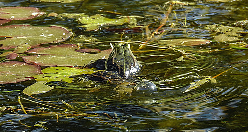 20200521 7637CPw [D~MI] Wasserfrosch, Hille