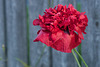 poppy by a fence