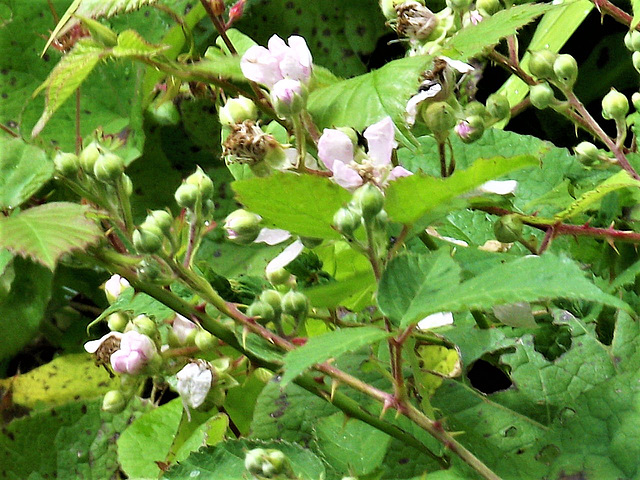 Wild blackberries