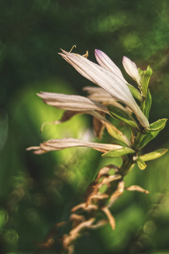 Hosta in Decline