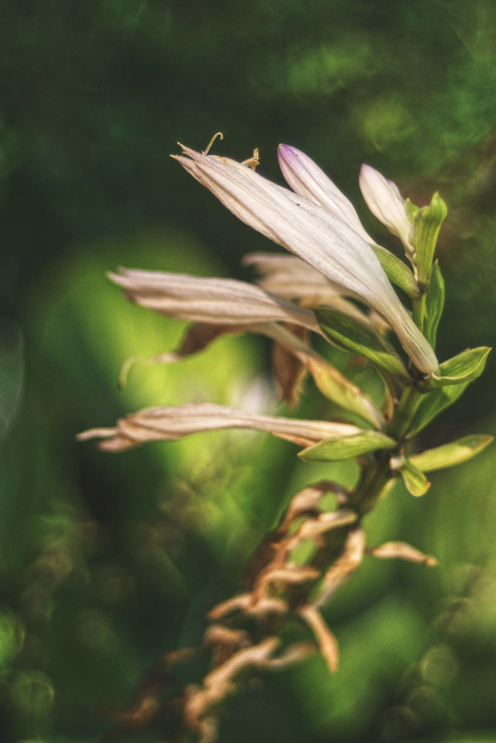 Hosta in Decline
