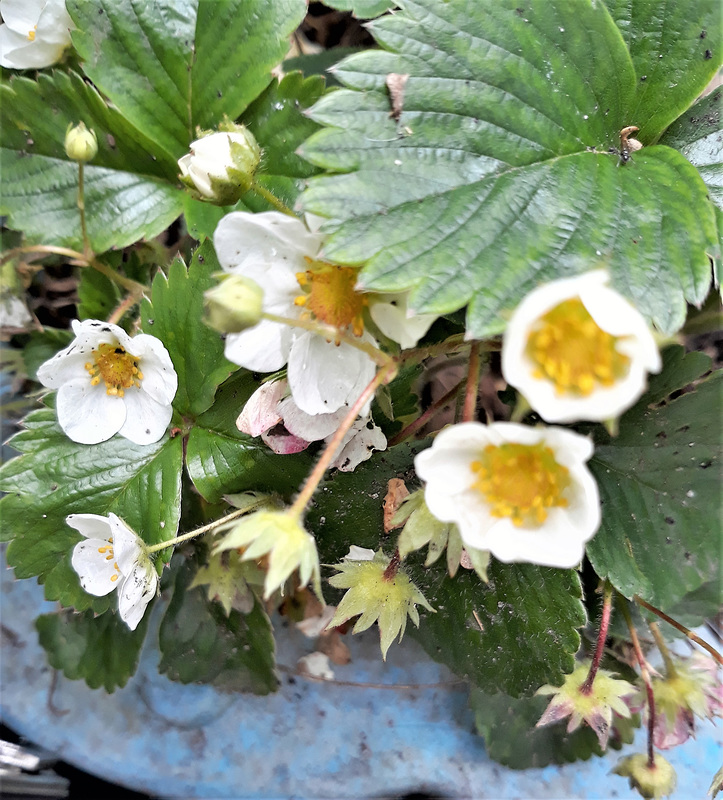 Strawberry Plant