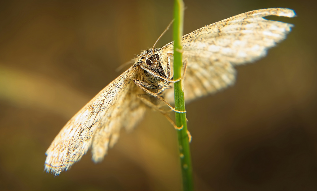 Der Spanner (Geometridae) hat mal seine Flügel richtig ausgespannt :))  The tensioner (Geometridae) once really stretched out its wings :))  Le tendeur (Geometridae) a une fois vraiment déployé ses ailes :))