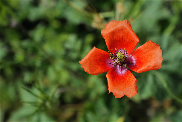 Papaver dubium, Penedos