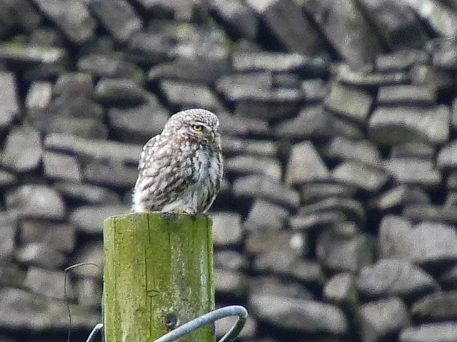 Little Owl