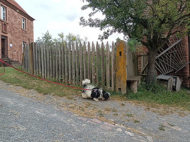 Leine mit Hund