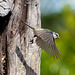 Around The Blue Tit Nest  15