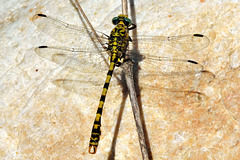 Small Pincertail m (Onychogomphus forcipatus) 4