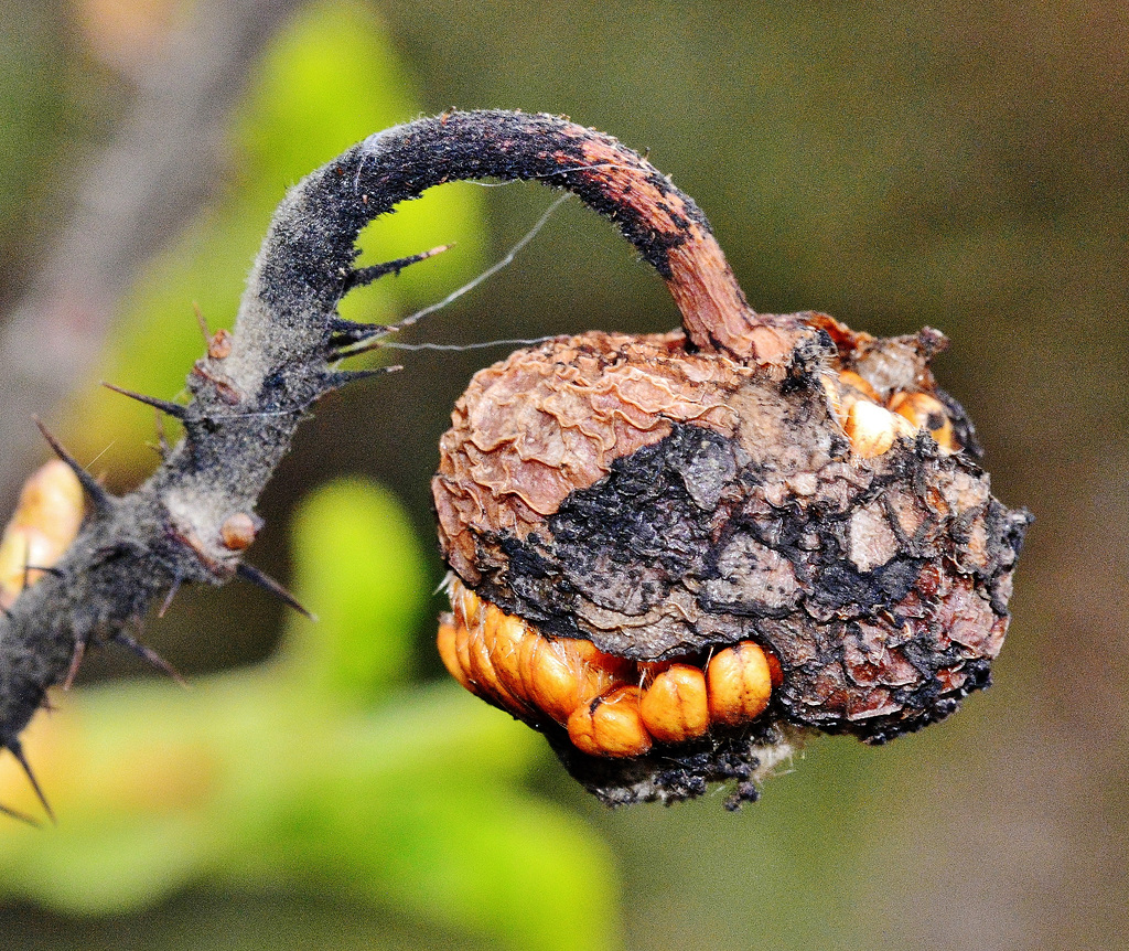 Seeds and Thorns