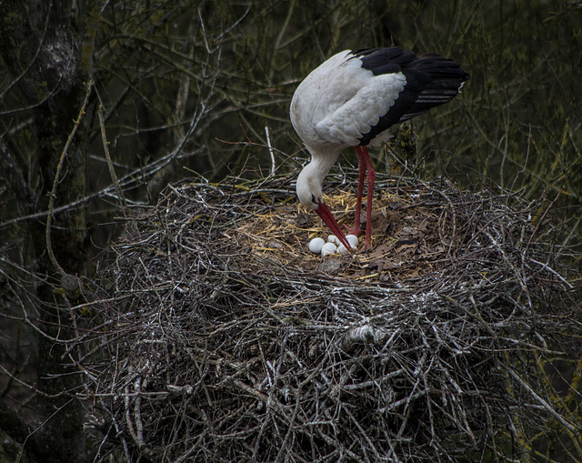 cigogne blanche - parc aux oiseaux Villars les Dombes