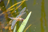 Four-spotted Chaser-DSA 7991