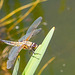 Four-spotted Chaser-DSA 7991