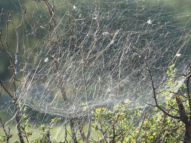 Altweibersommer - 1.