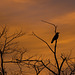 Crow on Sentry duty