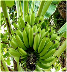 Ilhéus : queste sono le banane che crescono in centro città