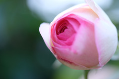 DSCF4963