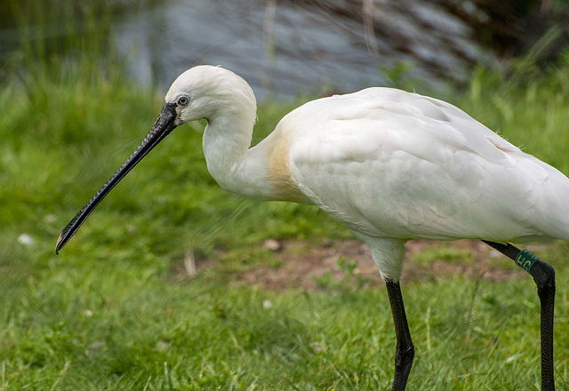 Spoonbill (4)