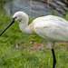 Spoonbill (4)