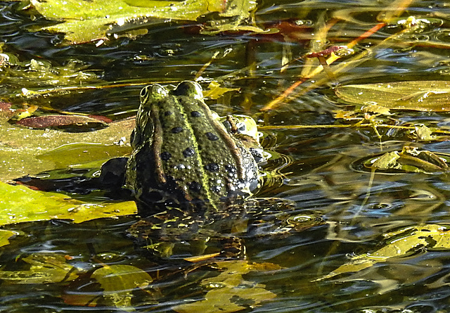 20200521 7638CPw [D~MI] Wasserfrosch, Hille