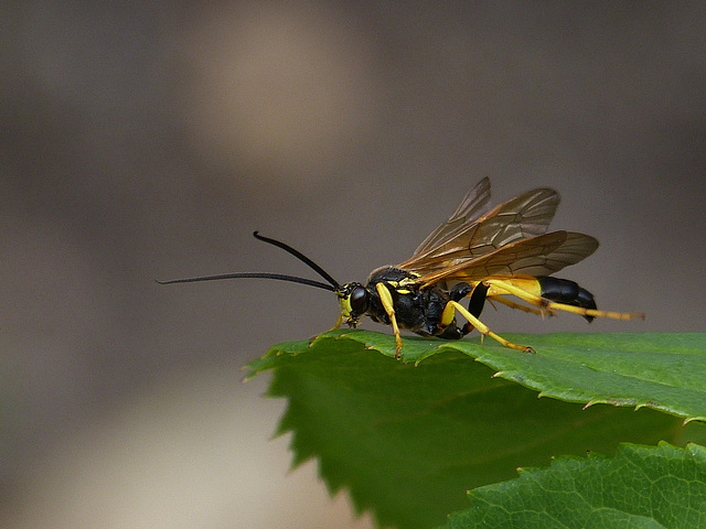 ichneumon ichneumon