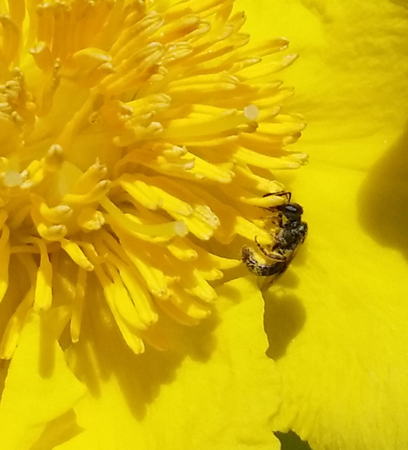 native bee