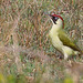 Pic vert - Picus viridis - European Green Woodpecker (femelle)