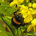 20210501 0134CPw [D~LIP] Dunkle Erdhummel, Mahonie (Berberis aquifolium), Bad Salzuflen