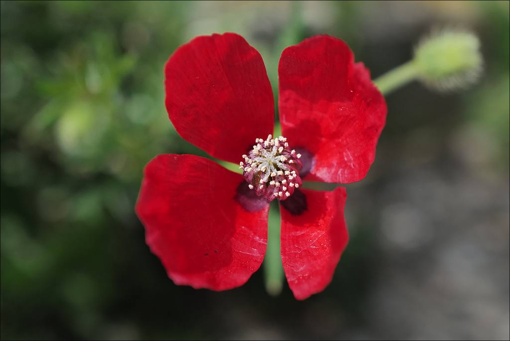 Papaver hybridum, Penedos