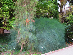 Valencia: Jardín botánico, 47