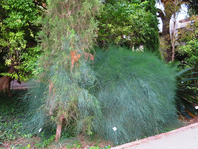 Valencia: Jardín botánico, 47