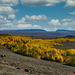 Steens Mt Aspen