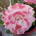 Mon petit rosier en pot***************