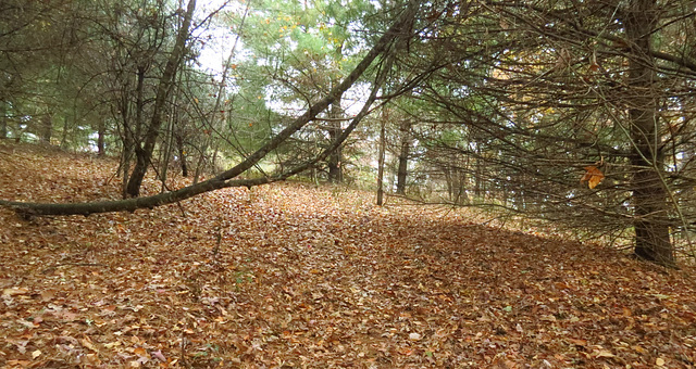 RLC 011 Angel mtn - the path is someplace