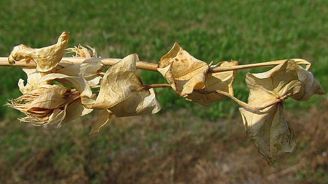 flores secas 0040