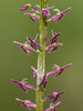 Malaxis porphyrea (Purple Malaxis orchid)