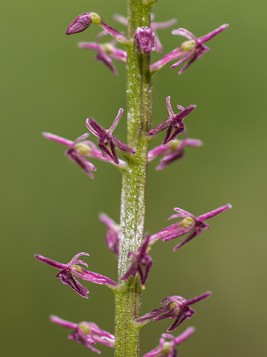 Malaxis porphyrea (Purple Malaxis orchid)