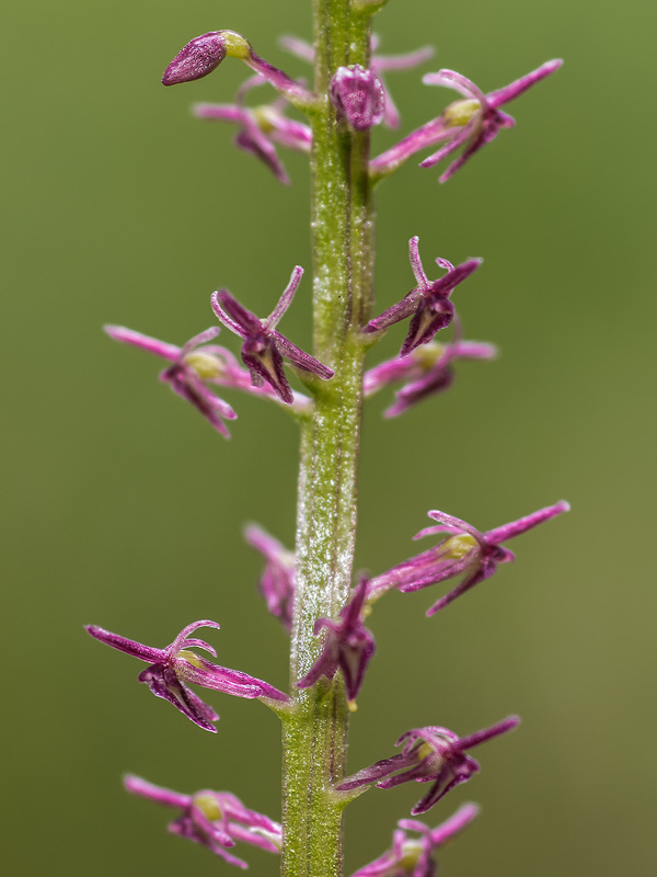 Malaxis porphyrea (Purple Malaxis orchid)