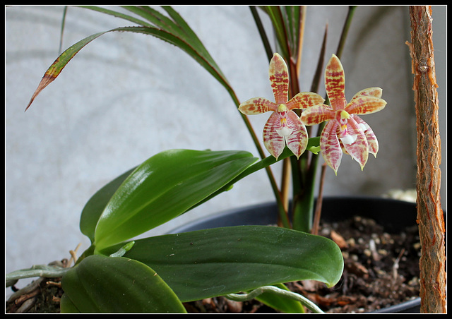 Phalaenopsis Meen Estrella, thalebani (1) Phalaenopsis Meen Estrella, thalebani (1)