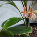 Phalaenopsis Meen Estrella, thalebani (1)