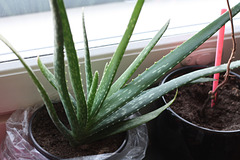 My new aloe