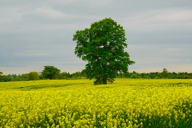 Fields near newport