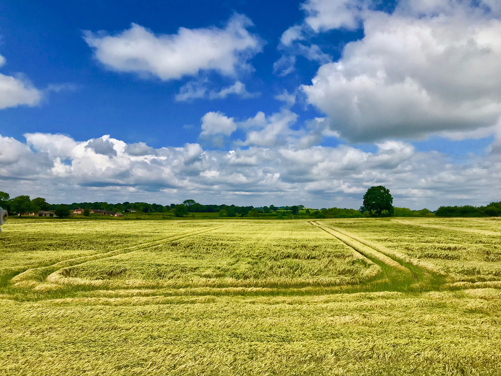 Summer clouds