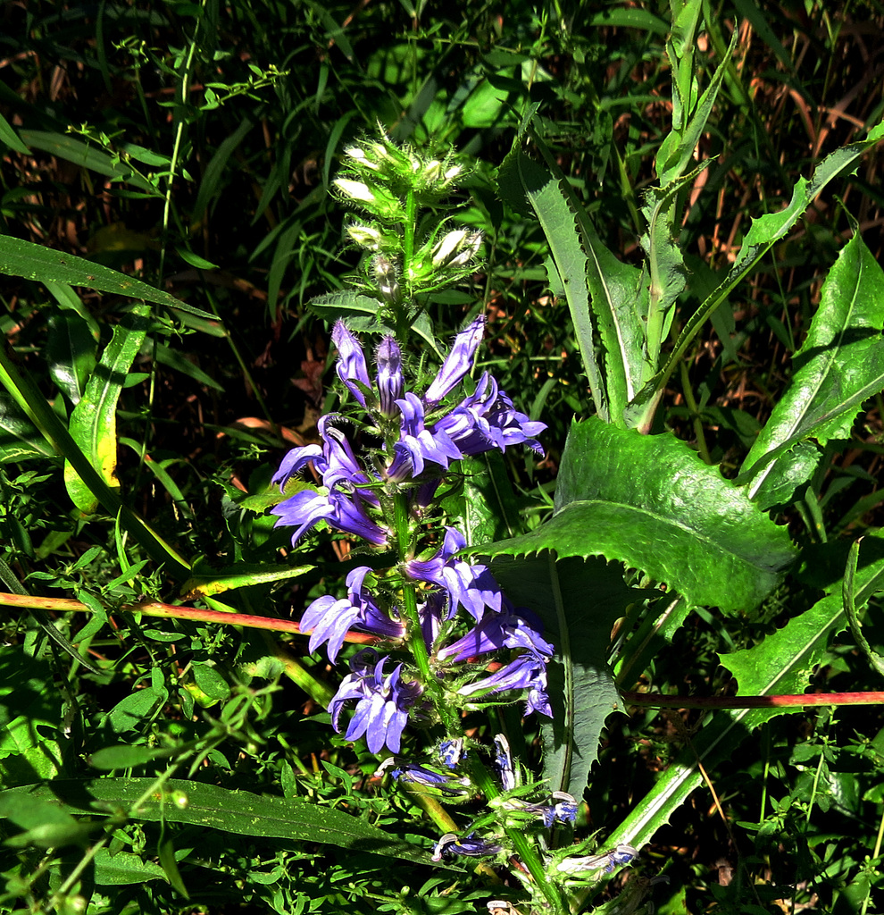 Great lobelia (Lobelia siphilitica)