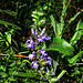 Great lobelia (Lobelia siphilitica)