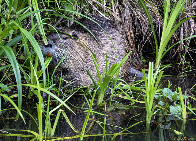 Nutria (PiP, clickable)