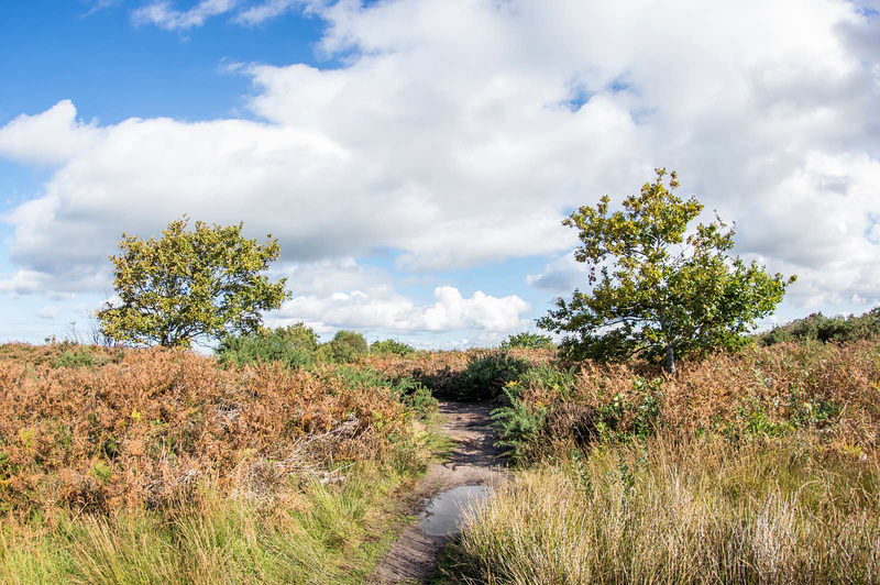 Thurstaston common8
